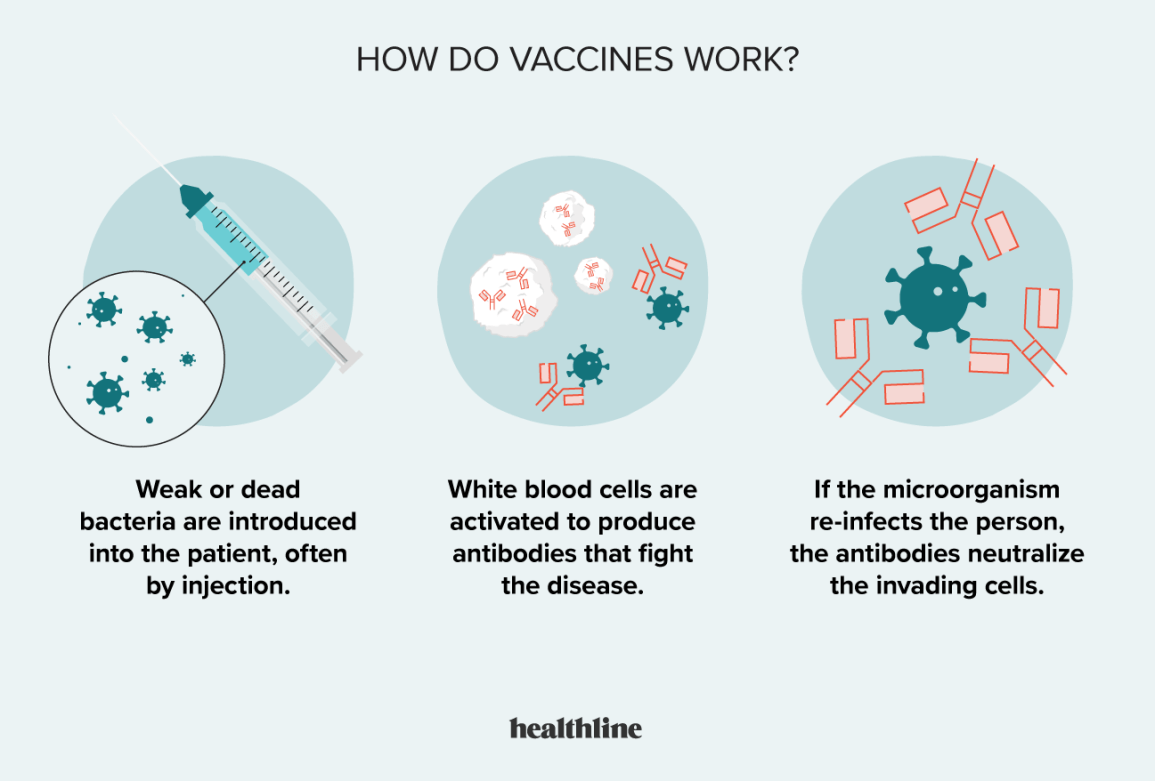 infographic describing how vaccines work