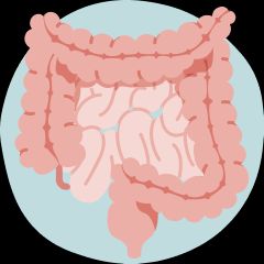 Digestive Health